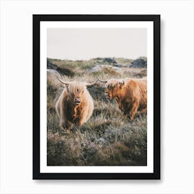 Highland Cow Scenery Affiche