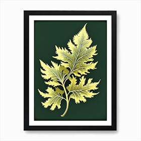 Tansy Leaf Vintage Botanical 2 Art Print