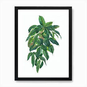 Golden Lotus Banana (Musella Lasiocarpa) Watercolor Art Print