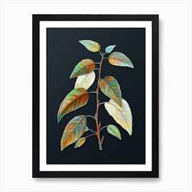 Vintage Balsam Poplar Leaves Botanical Watercolor Illustration on Dark Teal Blue n.0538 Art Print
