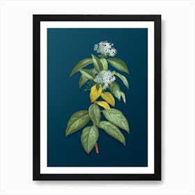 Vintage Laurustinus Botanical Art on Teal Blue n.0367 Art Print