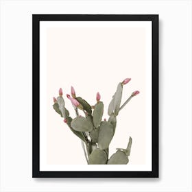 Pink Cactus Flowers Art Print