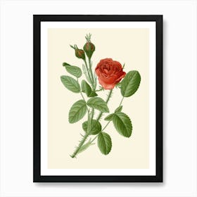 Red Rose Art Print