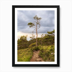 Lone Tree In The Forest Art Print