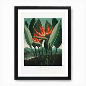 Vintage Botanical Temple Of Flora _2476844 Art Print