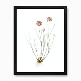 Vintage Allium Globosum Botanical Illustration on Pure White n.0936 Art Print