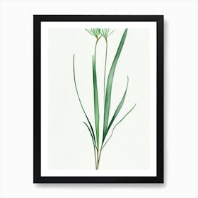 Wild Onion Leaf Minimalist Watercolour 2 Art Print