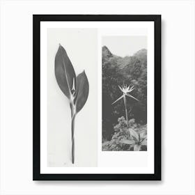 Bird Of Paradise Flower Photo Collage 4 Art Print