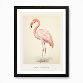Vintage Bird Drawing Greater Flamingo Poster Art Print
