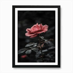 Dark Rose 66 Art Print