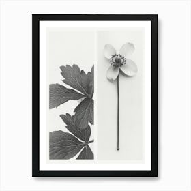 Anemone Flower Photo Collage 1 Art Print