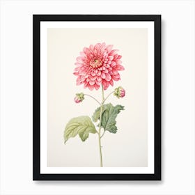 Dahlias Flower Vintage Botanical 0 Art Print