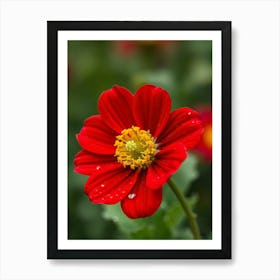 Red Dahlia Flower Art Print