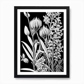 Showy Milkweed Wildflower Linocut 1 Art Print