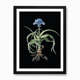 Vintage Iris Scorpiodes Botanical Illustration on Solid Black Art Print
