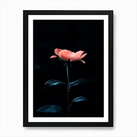 Dark Rose 167 Art Print