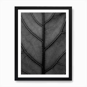 Black Leaf Fiddle Leaf Fig Tree Art Print