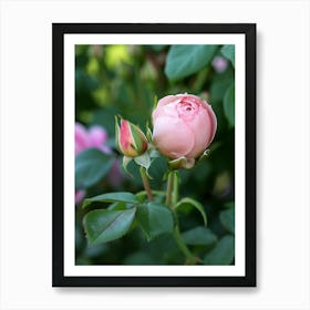 English Roses Painting Rosebud 3 Art Print