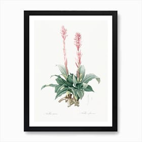 Latin American Lady Orchid, Pierre Joseph Redoute Art Print