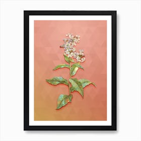 Vintage White Gillyflower Bloom Botanical Art on Peach Pink n.1413 Art Print