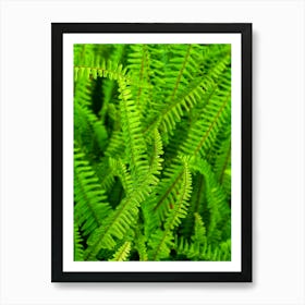 Green ferns Art Print