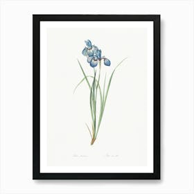 Iris Pratensis, Pierre Joseph Redoute Art Print