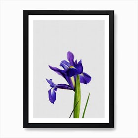 Iris Still Life Art Print