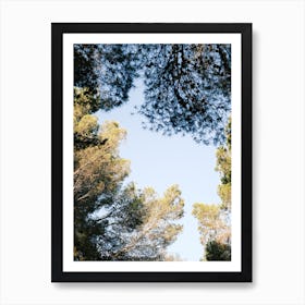 Looking up in the forest // Ibiza Nature & Travel Photography Poster