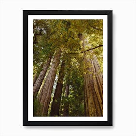 Redwood Fores T Art Print