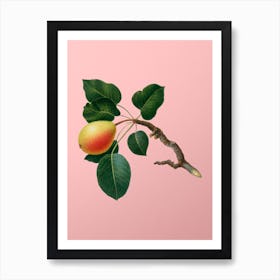 Vintage Pear Botanical on Soft Pink 3 Art Print