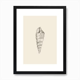 Illustration 605 'Pencil Seashell', Aga Szafranska Art Print