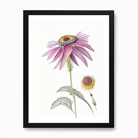 Echinacea Floral Quentin Blake Inspired Illustration 3 Flower Art Print