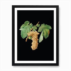 Vintage Trebbiano Grapes Botanical Illustration on Solid Black Art Print