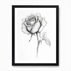 English Rose Black And White Line Drawing 9 Art Print