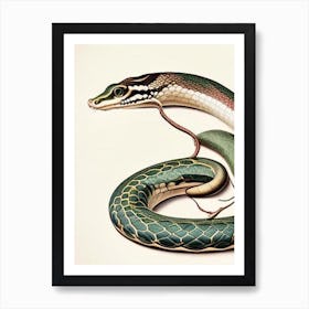 Long Nosed Snake Vintage Art Print