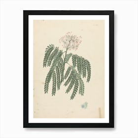 Gummy Albizia Tree, Luigi Balugani Art Print