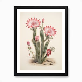 Vintage Cactus Illustration Chamaecereus Silvestrii 1 Art Print