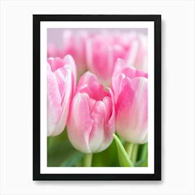 Dutch bold blooming beauties pastel pink tulips - flowers in pink and green nature and travel photography by Christa Stroo Photography Art Print