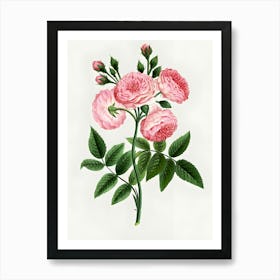 Pink Roses 3 Art Print