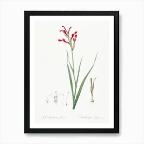 Gladiolus Cunonius, Pierre Joseph Redoute Art Print