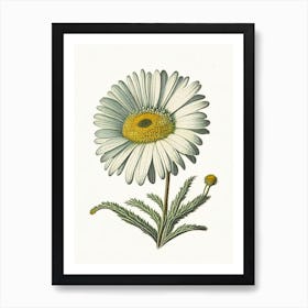 Shasta Daisy Wildflower Vintage Botanical 1 Art Print