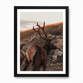 Sunset Elk Art Print