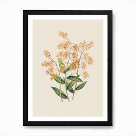 Soft Vintage Botanical Art Print