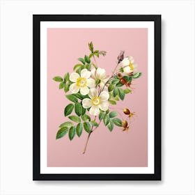 Vintage White Candolle Rose Botanical on Soft Pink n.0344 Art Print