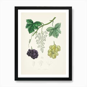 Vintage Botanical John Stephenson and James Morss Churchill Art Print_2731660 Art Print