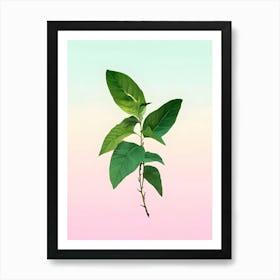 Leaf On A Pastel Background Art Print