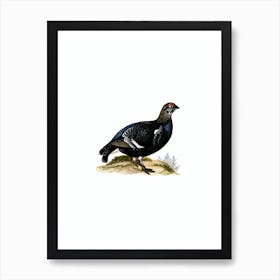Vintage Black Grouse Bird Illustration on Pure White n.0218 Art Print