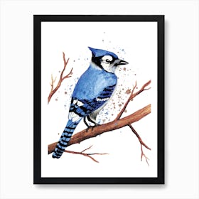 Blue Jay Bird Art Print