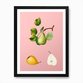 Vintage Pear Botanical on Soft Pink n.0903 Art Print