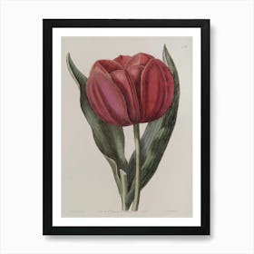 Tulip 6 Art Print